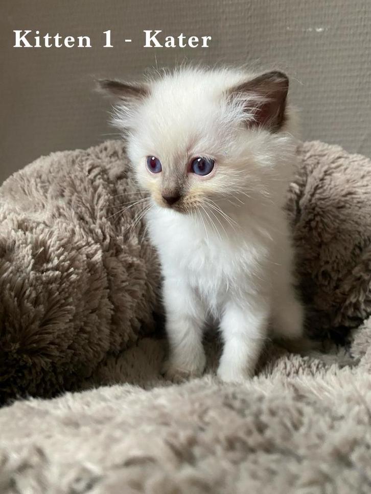 Ragdoll Kittens, Dieren en Toebehoren, Katten en Kittens | Raskatten | Langhaar, Meerdere dieren, 0 tot 2 jaar, Ontwormd