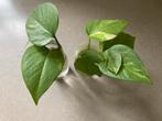 Epipremnum aureum stekjes te koop, Ophalen of Verzenden, Halfschaduw, Minder dan 100 cm