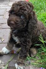 Lagotto Romagnola, Rabiës (hondsdolheid), Overige rassen, 8 tot 15 weken, Meerdere