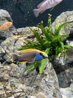 Otopharynx lithobates malawi cichlide, Dieren en Toebehoren, Vis, Zoetwatervis