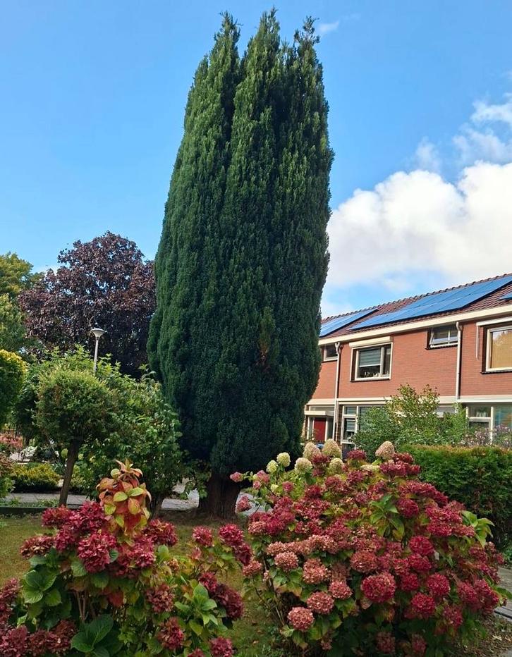 Italiaanse Cipres Zuilboom, Tuin en Terras, Planten | Bomen, Zuilboom, 400 cm of meer, Volle zon, Bloeit niet, Ophalen