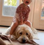 Prachtige Labradoodle dekreu, super karakter, HD / ED vrij, Reu, Eén hond, 3 tot 5 jaar, Nederland