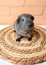 Cavia zeugje zilveragouti juni 2025, Dieren en Toebehoren, Knaagdieren, Cavia, Juni, Vrouwelijk, Tam