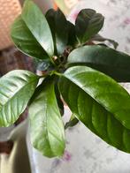 Hoya Multiflora met twee uitlopers, Ophalen of Verzenden, Halfschaduw, Minder dan 100 cm