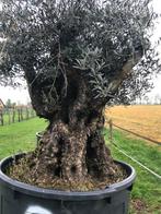 ️Actie️Tekoop olijfboom Olea europea, 100 tot 250 cm, Olijfboom, Zomer, Ophalen