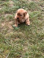 mooi nestje golden retrievers uit de werklijn, Golden retriever, België, Fokker | Hobbymatig, CDV (hondenziekte)