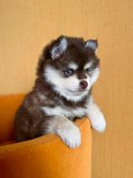 Pomsky puppy’s pup, mini husky, Dieren en Toebehoren, Rabiës (hondsdolheid), 8 tot 15 weken, Poolhond, Meerdere