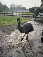 Tamme Emoe haan, Dieren en Toebehoren, April, Mannelijk