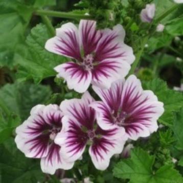 groot kaasjeskruid ( Malva sylvestris Zebrina) zaden 1gr