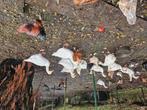 Tamme  ganzen, Dieren en Toebehoren, Pluimvee, Meerdere dieren, Gans of Zwaan