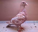 Jonge kleurpostduif, Dieren en Toebehoren, Geslacht onbekend, Postduif
