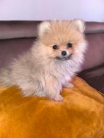 Prachtige bearface  pomeriaan  pup teefje, Keeshond, 8 tot 15 weken, Teef, Eén hond