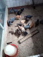Te koop amrock kuikens, Dieren en Toebehoren, Pluimvee, Vrouwelijk, Kip