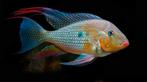 Acarichthys heckelii, Dieren en Toebehoren, Vissen | Aquariumvissen, Vis