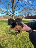 Jack Russel pups beschikbaar! Teefje gereserveerd, Jack Russell Terriër, Teef, Meerdere, Nederland