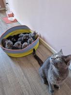 British Shorthair x Tabby Kittens looking a new home 🐈🏡, Dieren en Toebehoren, Katten en Kittens | Raskatten | Korthaar