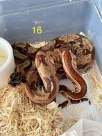 Jonge boa constrictors, Slang, 0 tot 2 jaar