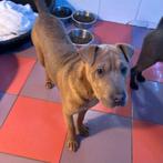 ACE: Binha houdt van lange wandelingen, Dieren en Toebehoren, Honden | Niet-rashonden, Particulier, 15 weken tot 1 jaar, Buitenland