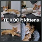 Kittens aangeboden: grote rood-cyperse katers!, Dieren en Toebehoren, Katten en Kittens | Overige Katten, Kater, Kortharig, 0 tot 2 jaar