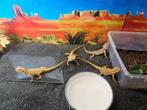 Pogona Vitticeps Baardagaam, Hagedis, 0 tot 2 jaar