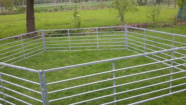 schapenhekjes, Dieren en Toebehoren, Schapen, Geiten en Varkens, Schaap, Vrouwelijk