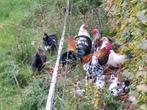 Gratis chabo hanen, Dieren en Toebehoren, Pluimvee, Mannelijk, Kip