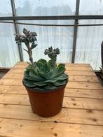 Echeveria Peacocky, Tuin en Terras, Planten | Tuinplanten, Ophalen, Zomer, Overige soorten, Volle zon