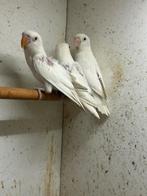 2 Mooie Witte Agapornisen Fischeri zwart oog en rood oog, Dieren en Toebehoren, Vogels | Parkieten en Papegaaien, Geslacht onbekend