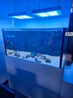 Royal exclusive aquarium te koop met dreambox, Dieren en Toebehoren, Vissen | Aquaria en Toebehoren, Ophalen of Verzenden, Gebruikt