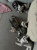 Brits Korthaar kittens tabby, Dieren en Toebehoren, Katten en Kittens | Raskatten | Korthaar, Meerdere dieren, Ontwormd