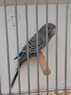 2 grasparkieten blackface., Dieren en Toebehoren, Vogels | Parkieten en Papegaaien, Meerdere dieren, Parkiet