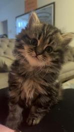 Britse Kittens te koop – geboren op 11 september 2025, Dieren en Toebehoren, Meerdere dieren, Ontwormd, 0 tot 2 jaar
