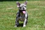 Franse Bulldog pups te koop (blue merle), Rabiës (hondsdolheid), 15 weken tot 1 jaar, Buitenland, Teef