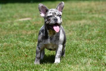 Franse Bulldog pups te koop (blue merle) beschikbaar voor biedingen