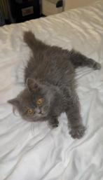 Britse korthaar kitten assenede, Ophalen, Overig speelgoed