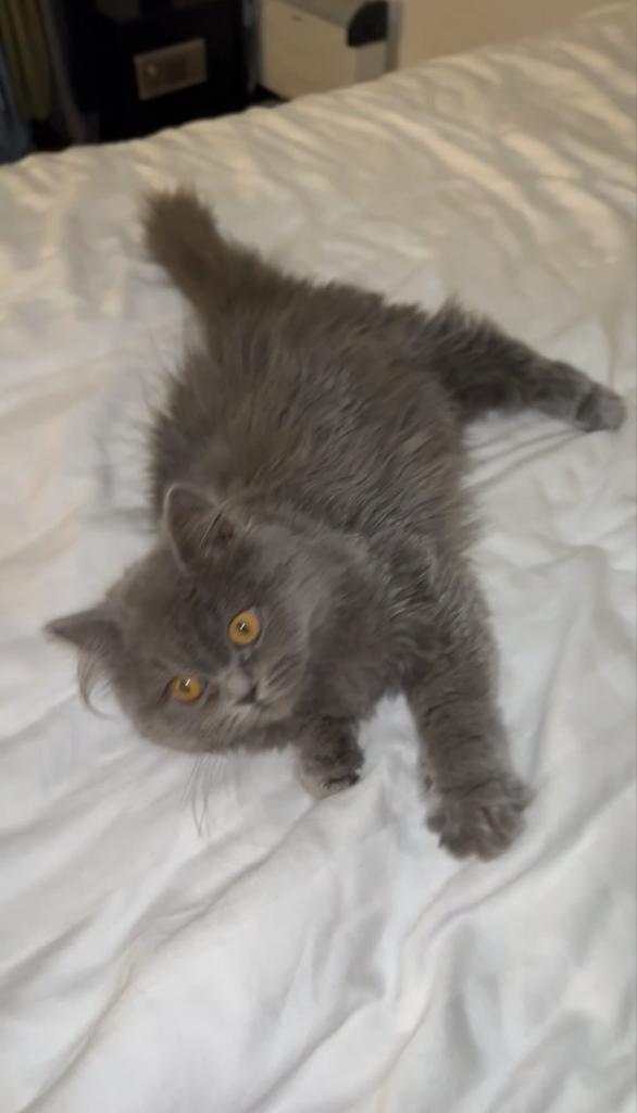 Britse korthaar kitten assenede, Dieren en Toebehoren, Kattenspeelgoed, Overig speelgoed, Ophalen