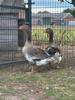 Dewlap Toulouse ganzen, Meerdere dieren, Gans of Zwaan