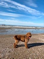 Dekreu labradoodle, Diensten en Vakmensen