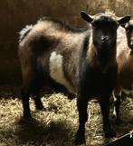 Geit bok meer kleurig, Dieren en Toebehoren, Mannelijk, Geit