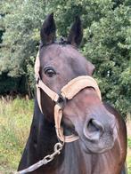 Fanatieke men/rij  D pony!, Dieren en Toebehoren, Merrie, Zadelmak, 11 jaar of ouder, D pony (1.37m tot 1.48m)