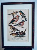 Litho Floericke Huismus Appelvink Keep Vink 1922, Ophalen of Verzenden