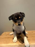 Lieve pomsky x jack russel pup te koop, Dieren en Toebehoren, Rabiës (hondsdolheid), Overige rassen, 8 tot 15 weken, Teef
