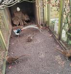 Lady amherst fazanten, NATUURROED, Dieren en Toebehoren, Meerdere dieren, Overige soorten