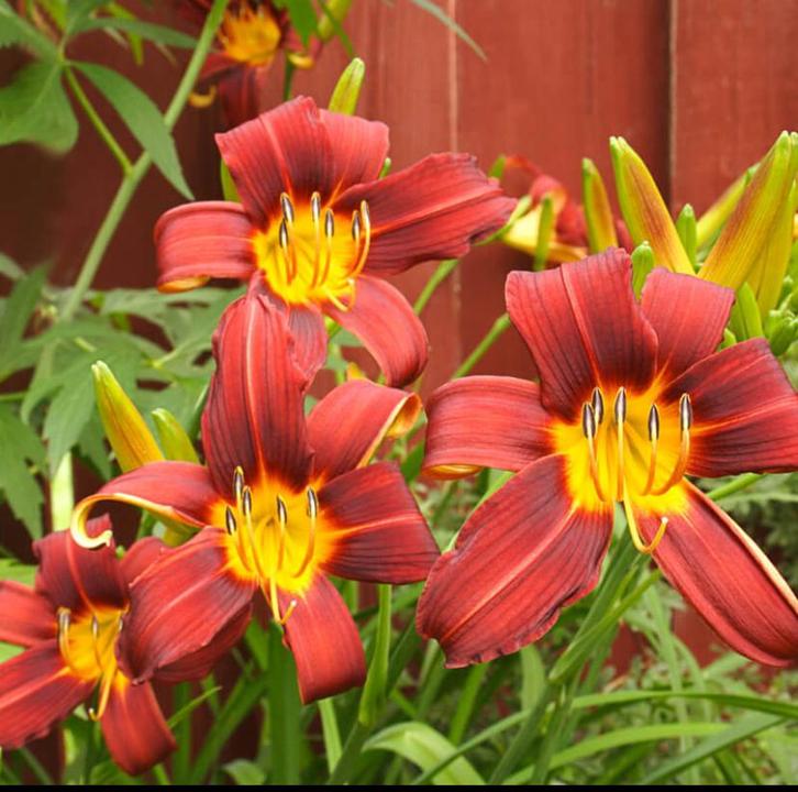 Hemerocallis Autumn Red | Daglelie | Chemievrij | C2, Tuin en Terras, Planten | Tuinplanten, Vaste plant, Overige soorten, Volle zon