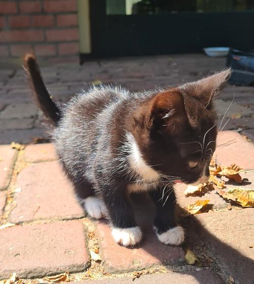 Boerderij  kitten / poesjes / katjes, Dieren en Toebehoren, Katten en Kittens | Overige Katten, Meerdere dieren