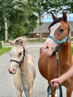 Mooie welsh sectie B merrie met veulen, Dieren en Toebehoren, Merrie, Recreatiepony