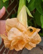 Brugmansia (engelentrompet) verschillende soorten, Ophalen, Zomer, Overige soorten, Volle zon