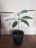Avocado plant zonder pot, Huis en Inrichting, Kamerplanten, Minder dan 100 cm, Ophalen of Verzenden, Halfschaduw