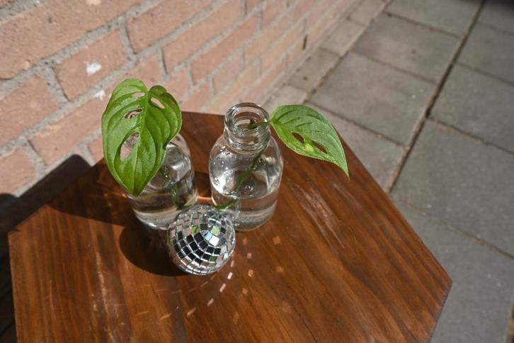 Stekje Monkey Mask (Monstera adansonii) plant, Huis en Inrichting, Kamerplanten, Overige soorten, Minder dan 100 cm, Groene kamerplant