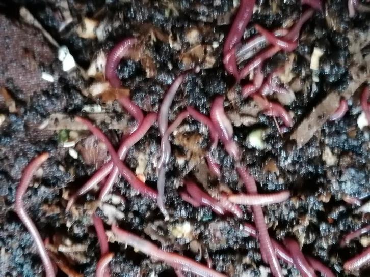 Compost wormen te koop, Tuin en Terras, Aarde en Mest, Compostbak, Ophalen of Verzenden